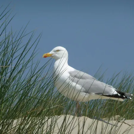 Strandhafer Iii - #125085 Lägenhet Norddeich (Norden)